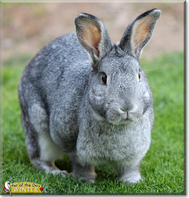 Winter, the Pet of the Day Winter, the Pet of the Day