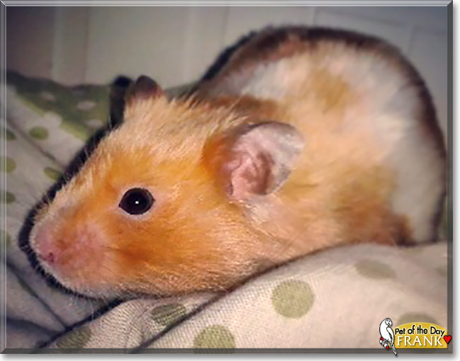 Frank, the Pet of the Day Frank, the Pet of the Day