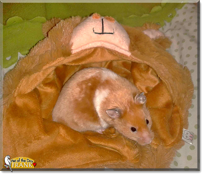 Frank, the Pet of the Day Frank, the Pet of the Day