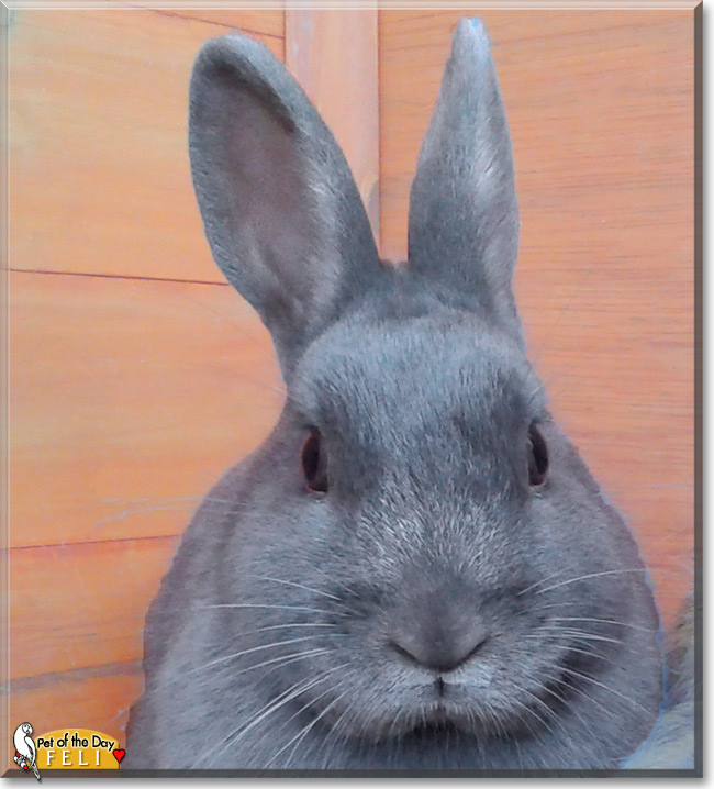 Bunny, Feli, the Pet of the Day Bunny, Feli, the Pet of the Day