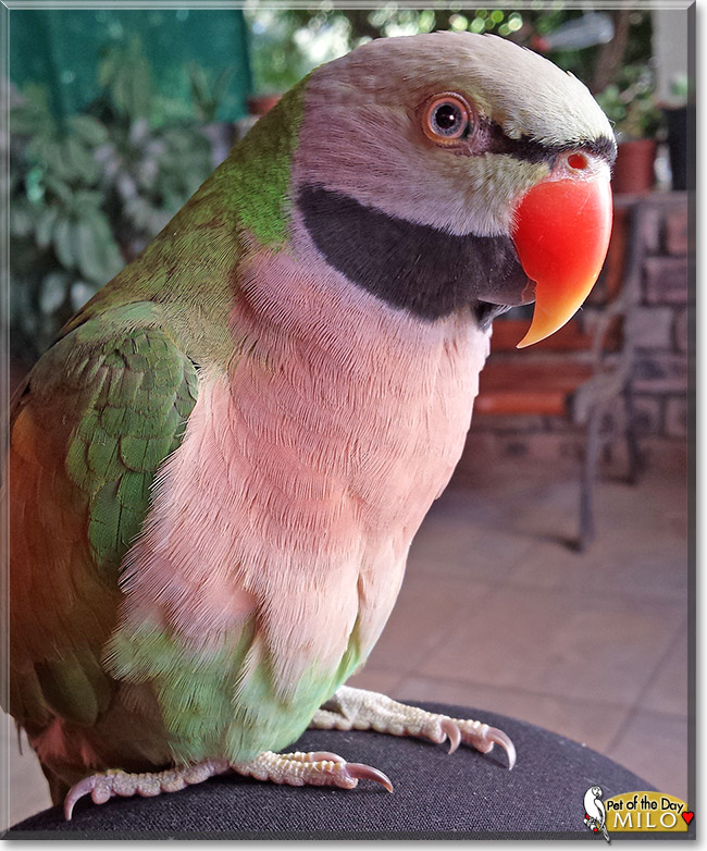 Milo, the Pet of the Day Milo, the Pet of the Day