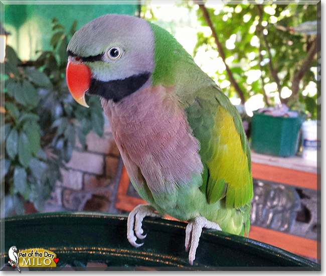Milo, the Pet of the Day Milo, the Pet of the Day