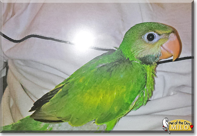 Milo, the Pet of the Day Milo, the Pet of the Day
