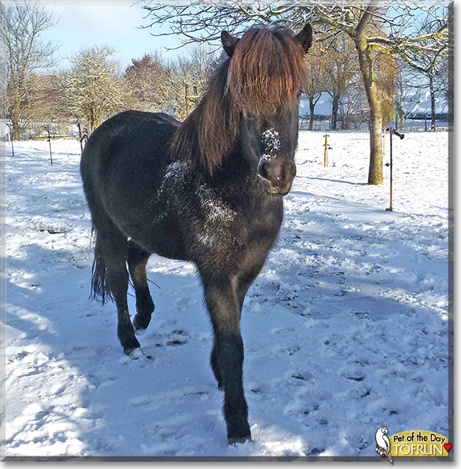 Töfrun, the Pet of the Day Töfrun, the Pet of the Day