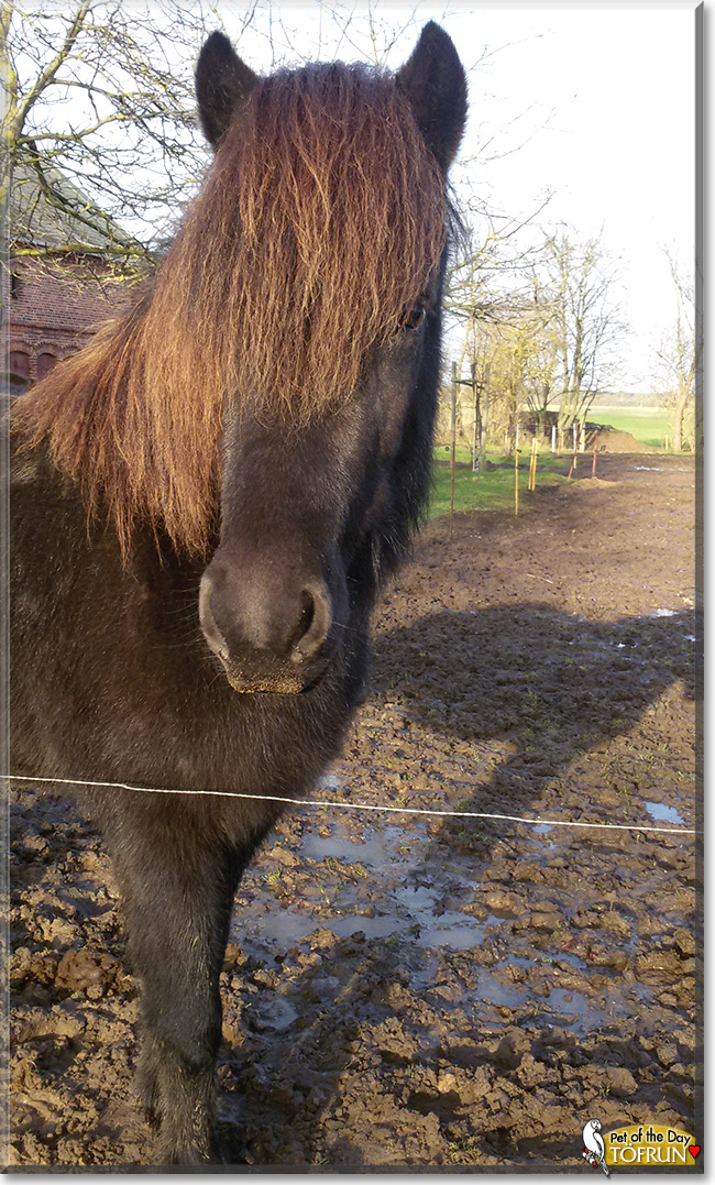 Töfrun, the Pet of the Day Töfrun, the Pet of the Day