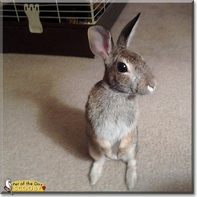 Scooby, the Pet of the Day Scooby, the Pet of the Day