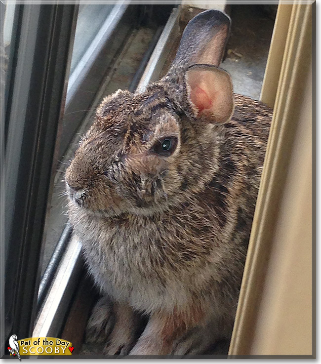 Scooby, the Pet of the Day Scooby, the Pet of the Day
