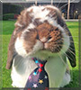 Milo the Mini Lop Rabbit