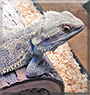 Spyke the Bearded Dragon