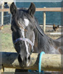 Kona the Welsh Pony