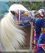 Amos the Miniature Horse