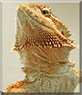 Sage the Bearded Dragon