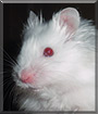Boo the Syrian Hamster