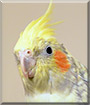 Sparta the Pied pearl Cockatiel
