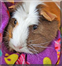 Rosie the Guinea Pig