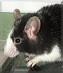 Frankie the Fancy Mouse
