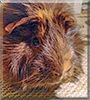 Fluffles the Guinea Pig