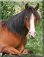 Kamara the Paso Fino Horse