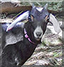 Clarabelle the Nubian Goat
