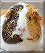Pippin the Guinea Pig