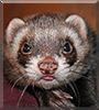 Sammy the Polecat