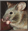 Cinnamon the Satin Agouti Mouse