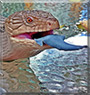 Mystique the Blue Tongue Skink