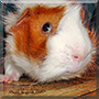 Neo the Guinea Pig