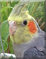 Joey the Cockatiel
