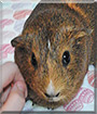 Whiskers the Guinea Pig