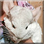Jazzy the Mosaic Chinchilla