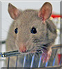 Sonic the Fancy Rat