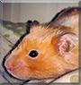 Frank the Cinnamon Banded Hamster