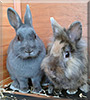 Bunny, Feli the Lion head mix, Dutch Bunny