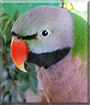Milo the Moustache Parakeet