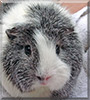 Silver the Guinea Pig