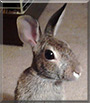 Scooby the Rabbit