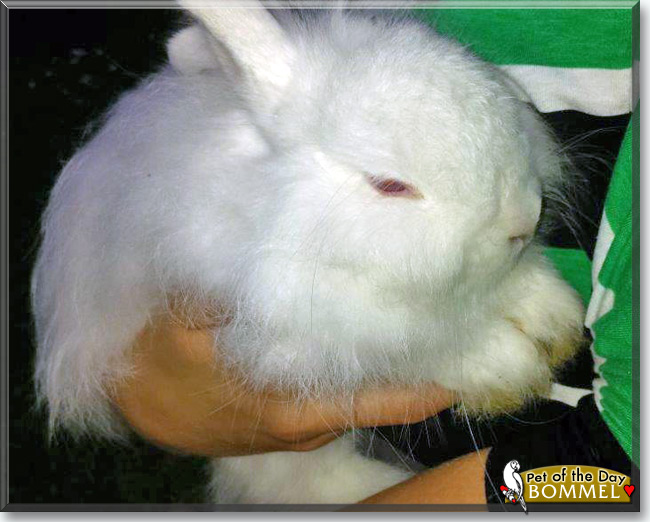 Bommel the Dwarf Rabbit, the Pet of the Day Bommel the Dwarf Rabbit, the Pet of the Day