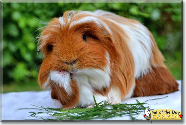 Carmen the Guinea Pig, the Pet of the Day Carmen the Guinea Pig, the Pet of the Day