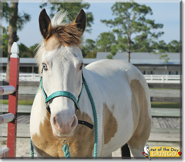 See Gringo the American Paint Horse, the Pet of the Day See Gringo the American Paint Horse, the Pet of the Day