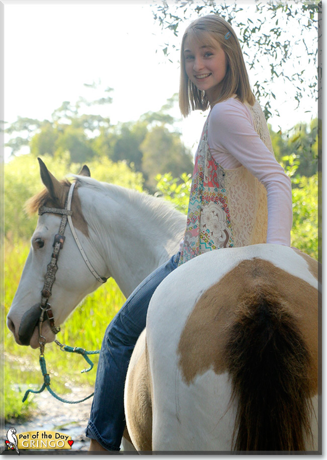 See Gringo the American Paint Horse, the Pet of the Day See Gringo the American Paint Horse, the Pet of the Day