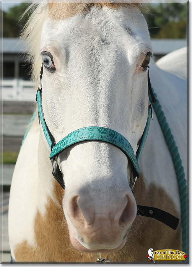 See Gringo the American Paint Horse, the Pet of the Day See Gringo the American Paint Horse, the Pet of the Day