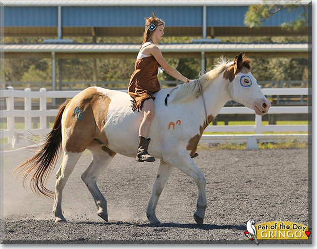 See Gringo the American Paint Horse, the Pet of the Day See Gringo the American Paint Horse, the Pet of the Day