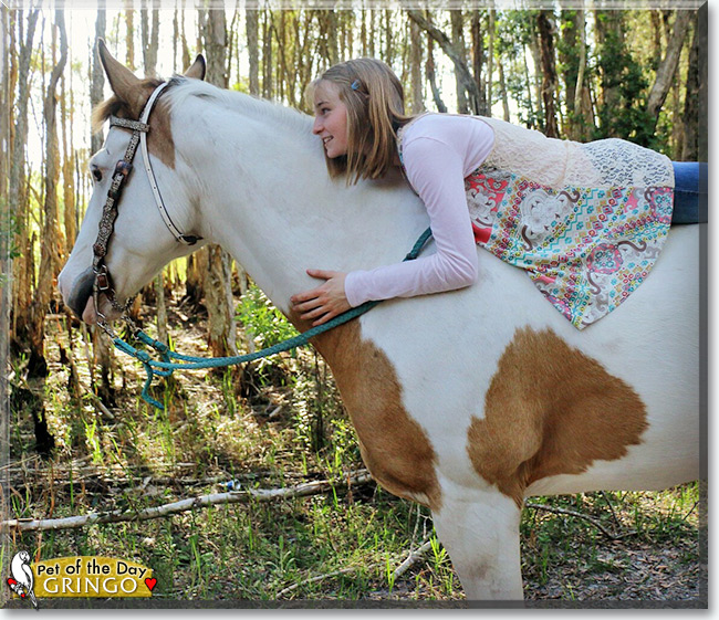 See Gringo the American Paint Horse, the Pet of the Day See Gringo the American Paint Horse, the Pet of the Day
