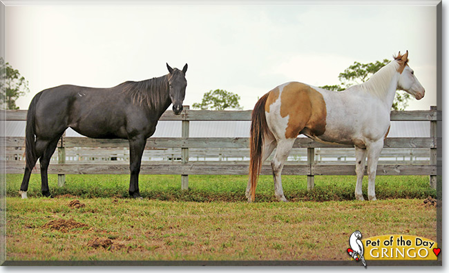 See Gringo the American Paint Horse, the Pet of the Day See Gringo the American Paint Horse, the Pet of the Day