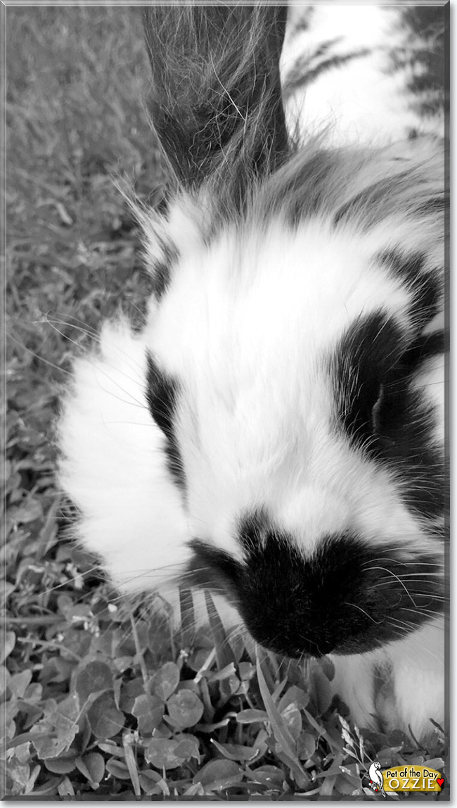 See Ozzie the Lionhead Mix Rabbit, the Pet of the Day See Ozzie the Lionhead Mix Rabbit, the Pet of the Day