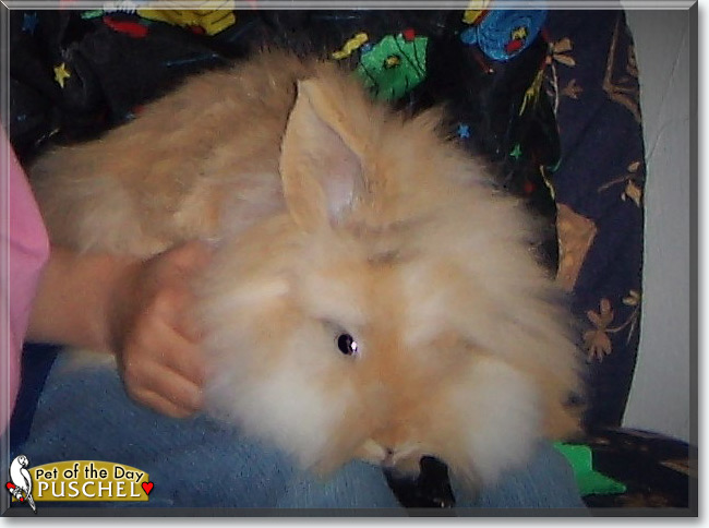 See Puschel the Lionhead Rabbit, the Pet of the Day See Puschel the Lionhead Rabbit, the Pet of the Day