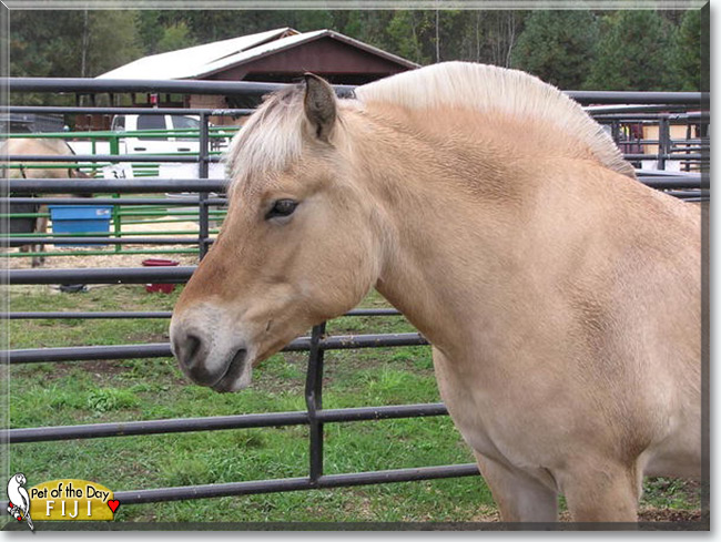 See Fiji the Fjord Horse, the Pet of the Day See Fiji the Fjord Horse, the Pet of the Day