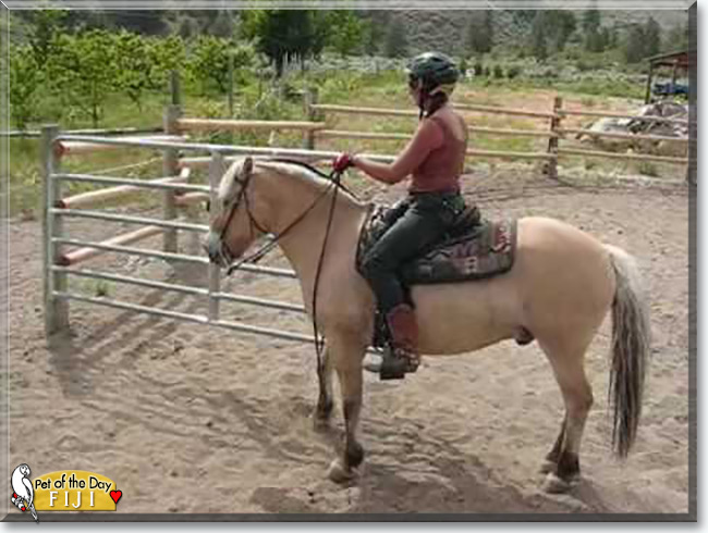 See Fiji the Fjord Horse, the Pet of the Day See Fiji the Fjord Horse, the Pet of the Day