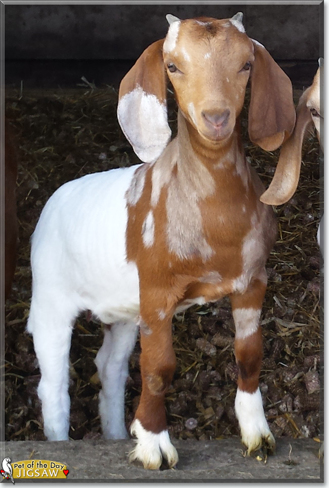 See Jigsaw the Boer Goat, the Pet of the Day See Jigsaw the Boer Goat, the Pet of the Day